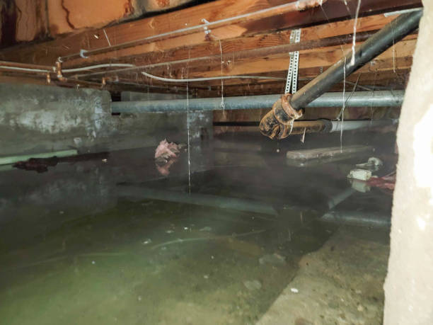 Best Local water damage restoration  in South Haven, MI