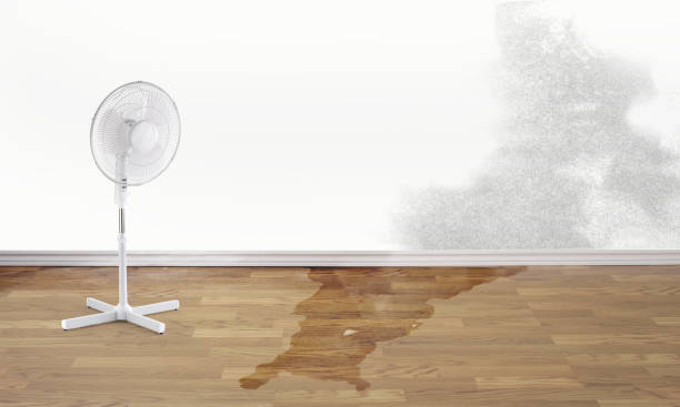 Best Ceiling water damage repair  in South Haven, MI