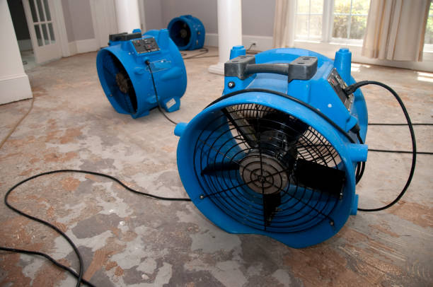 Best Mold removal after water damage  in South Haven, MI