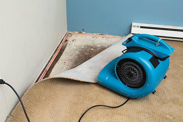 Best Flood restoration services  in South Haven, MI